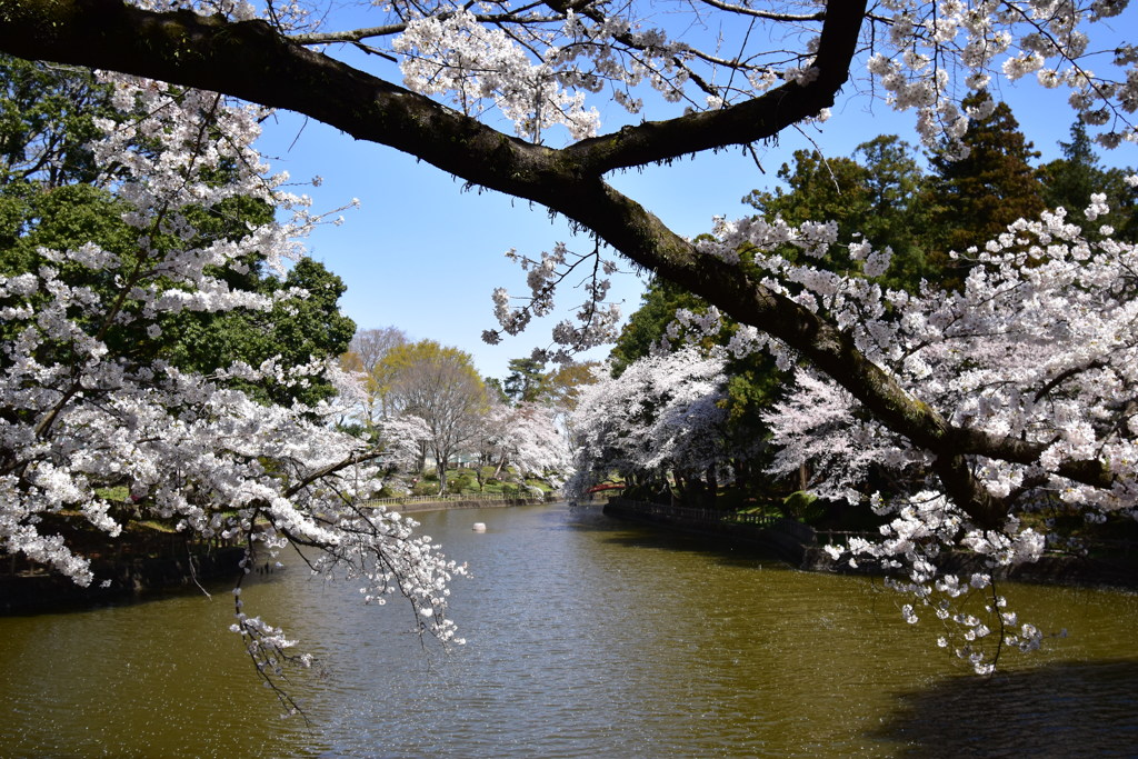 男前桜