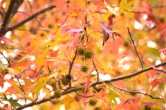 楓子の季節