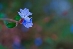 やっぱり青が好き