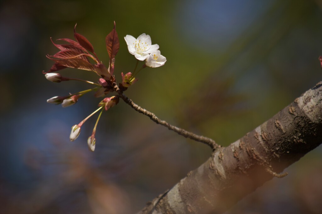 山桜ほほえむ