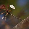 山桜ほほえむ