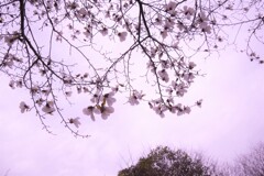 辛夷舞う空