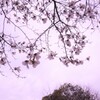 辛夷舞う空