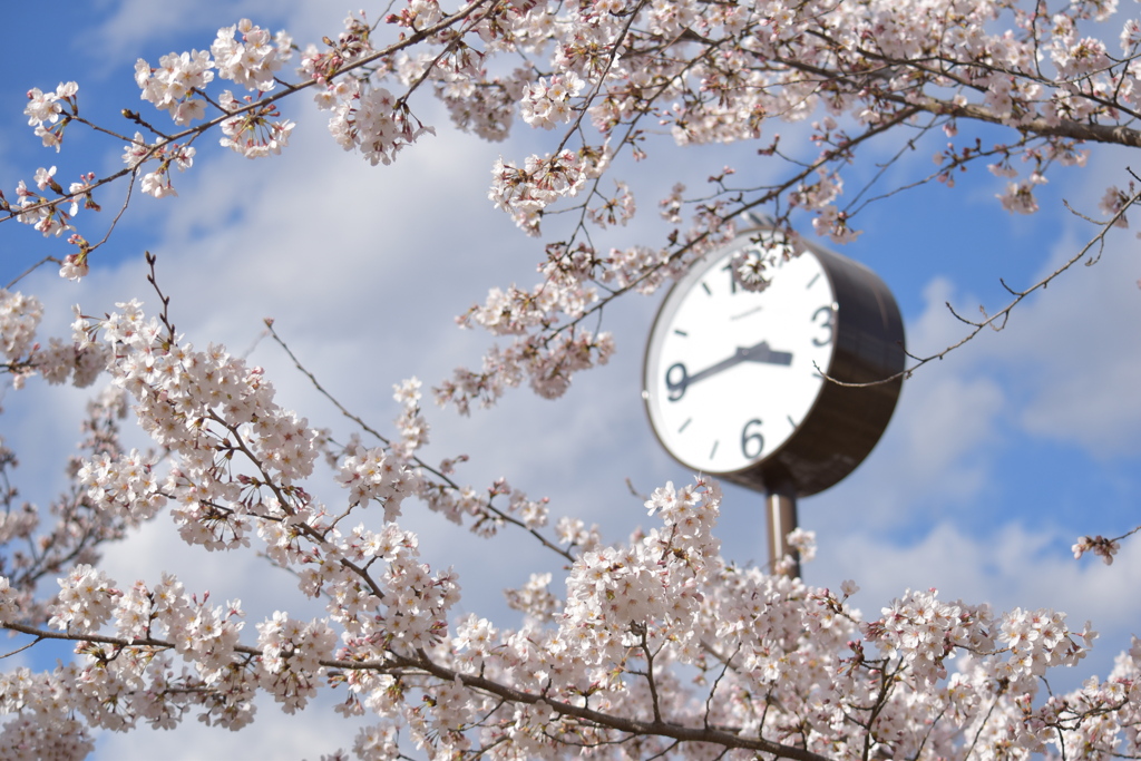 時計もお花見　横