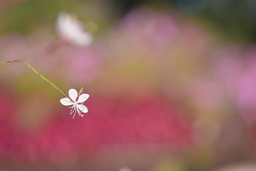 白蝶舞う