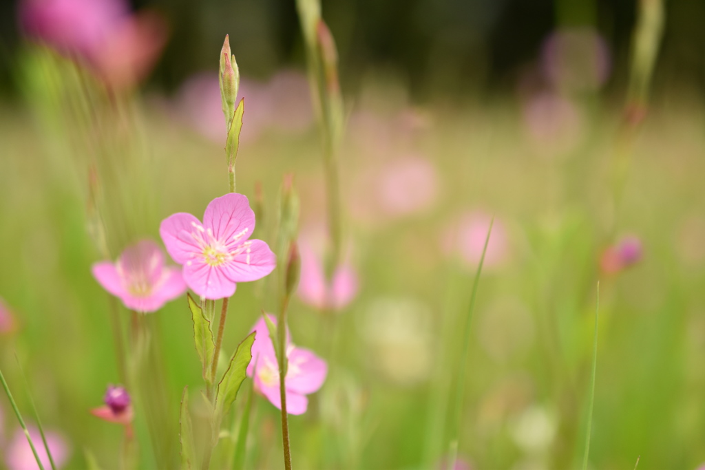 可愛い草花