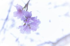 寂しい桜