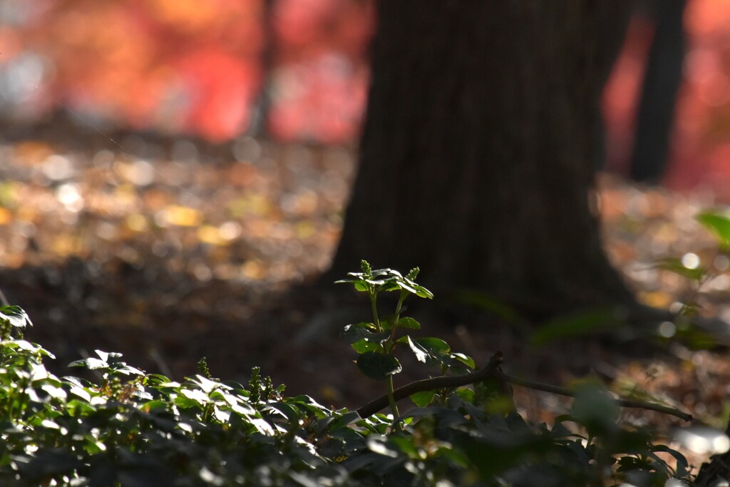 静かな自己主張