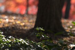 静かな自己主張