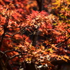 燃える楓