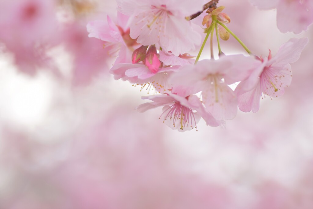 花霞