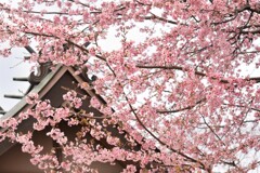 安行桜