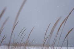吹雪いてます
