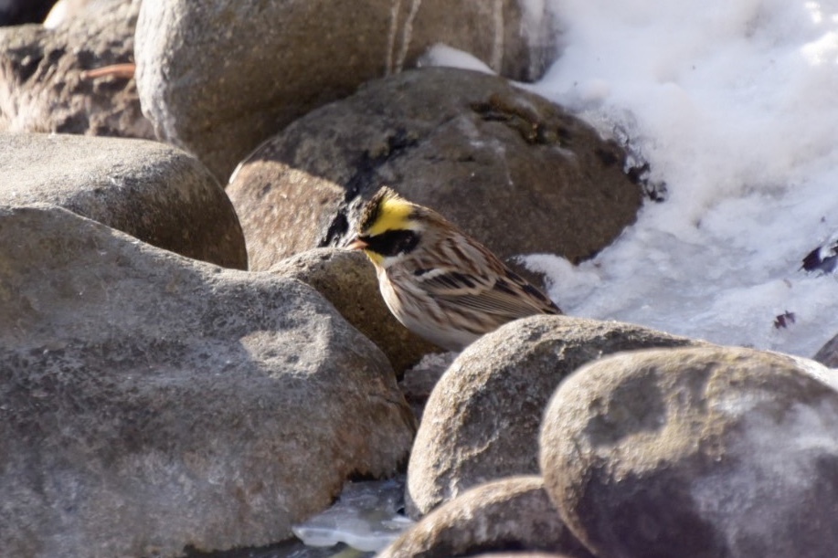 野鳥撮影