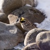 野鳥撮影