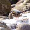 野鳥撮影