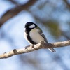 野鳥撮影