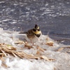野鳥撮影