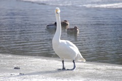 野鳥撮影
