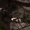 野鳥撮影