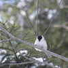 野鳥撮影
