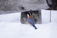 野鳥撮影