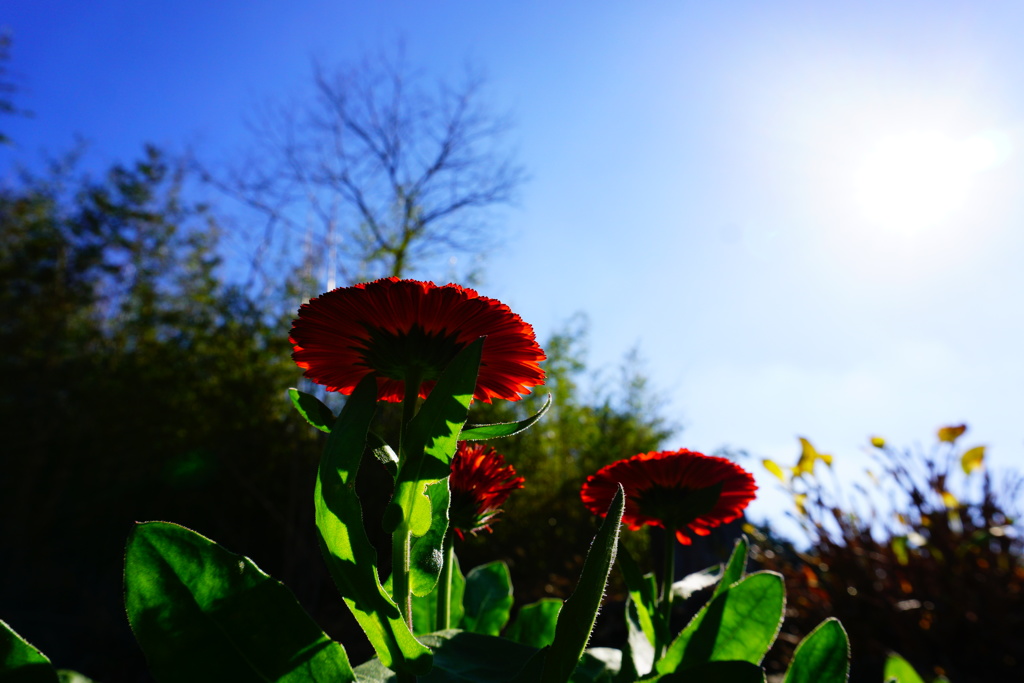 土から出たばかりの芽から見た先輩花
