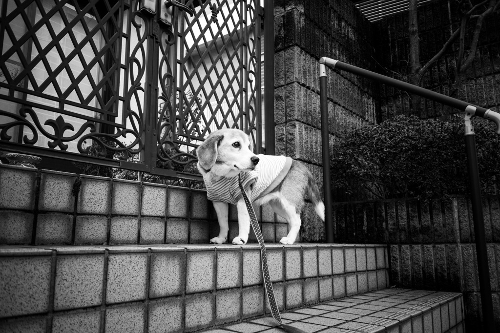お散歩を終えて。