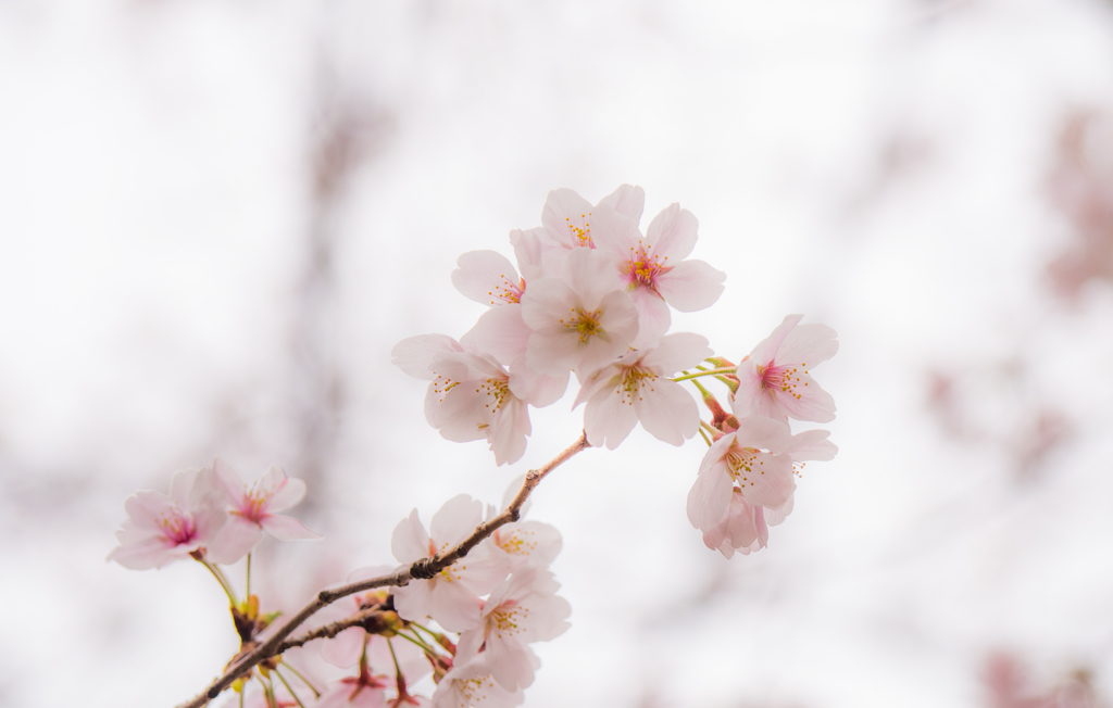 石神井川の桜