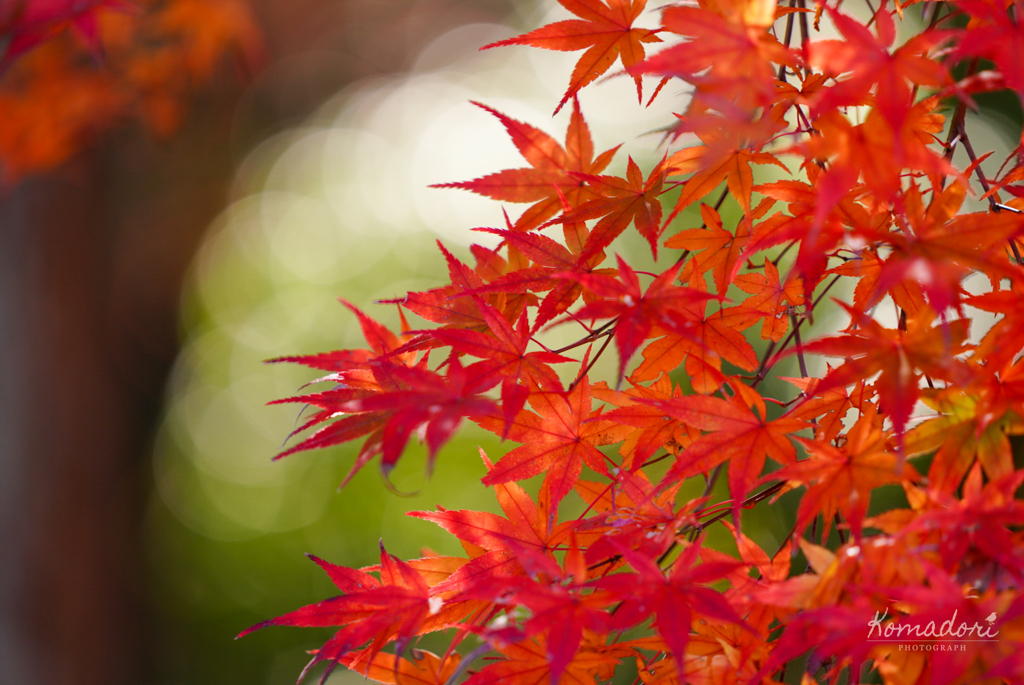紅と緑2