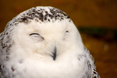 いつでも微笑みを