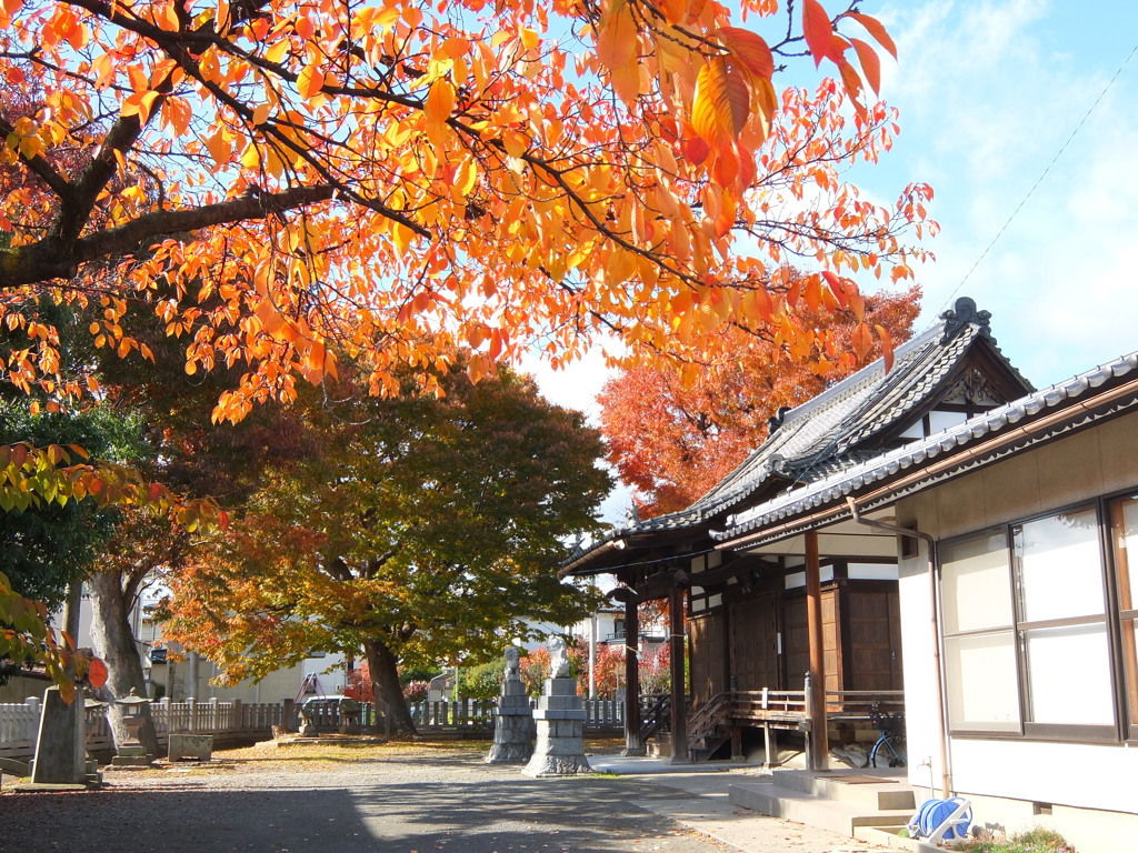 中俣神社、紅葉桜の当たり年