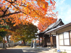中俣神社、紅葉桜の当たり年