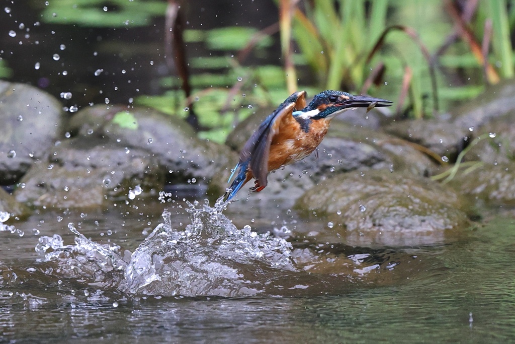 カワセミ離水２