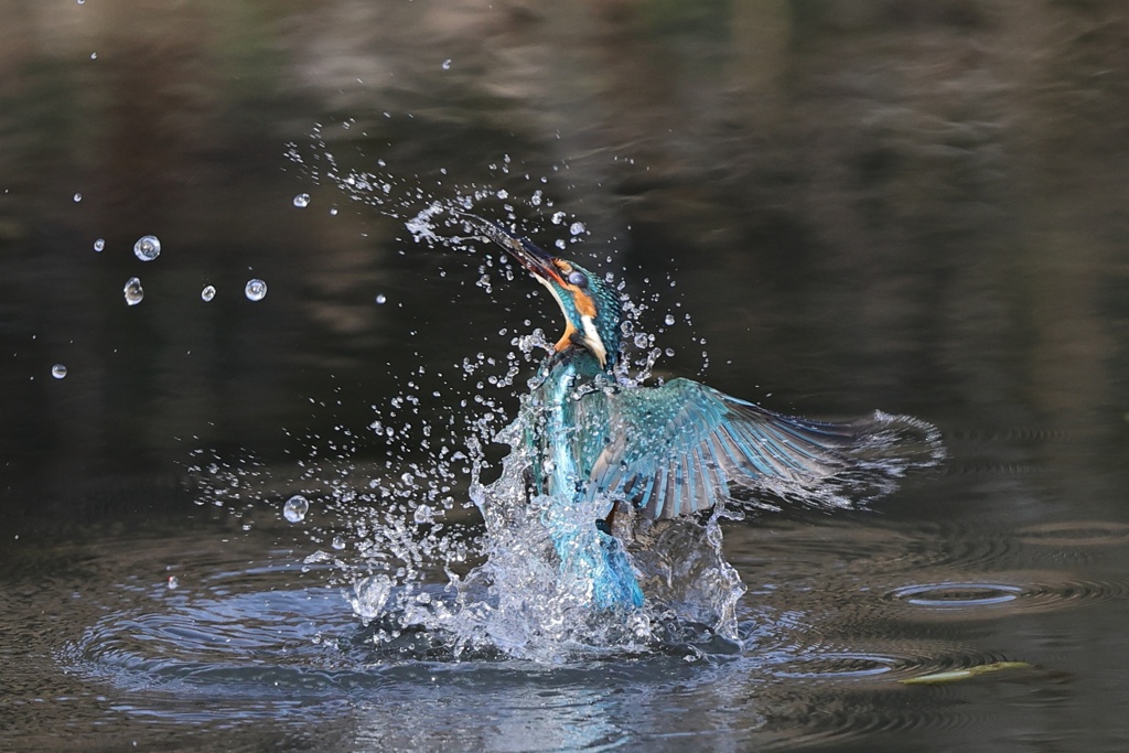 カワセミ離水２