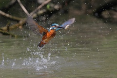 カワセミ離水１