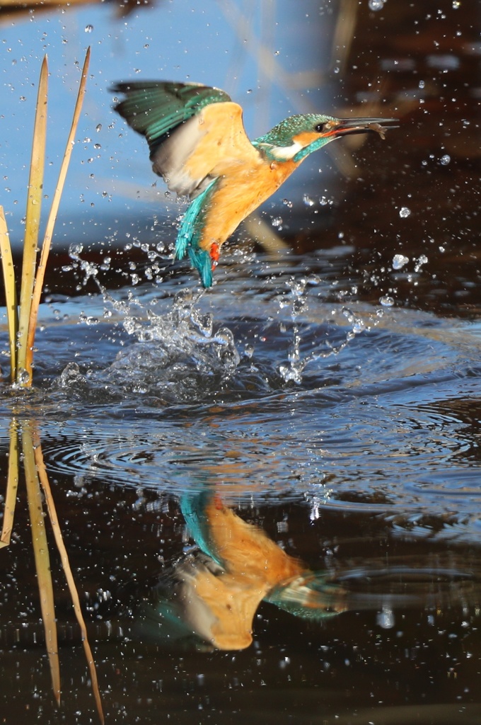 水鏡に映る