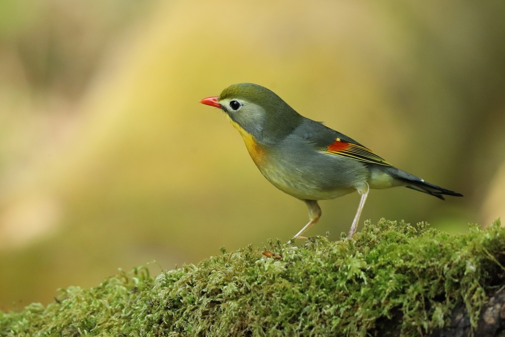 新緑ソウシチョウ
