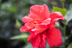 ハイビスカス