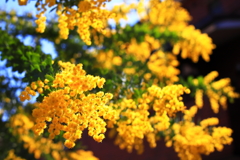 謎の黄色い花