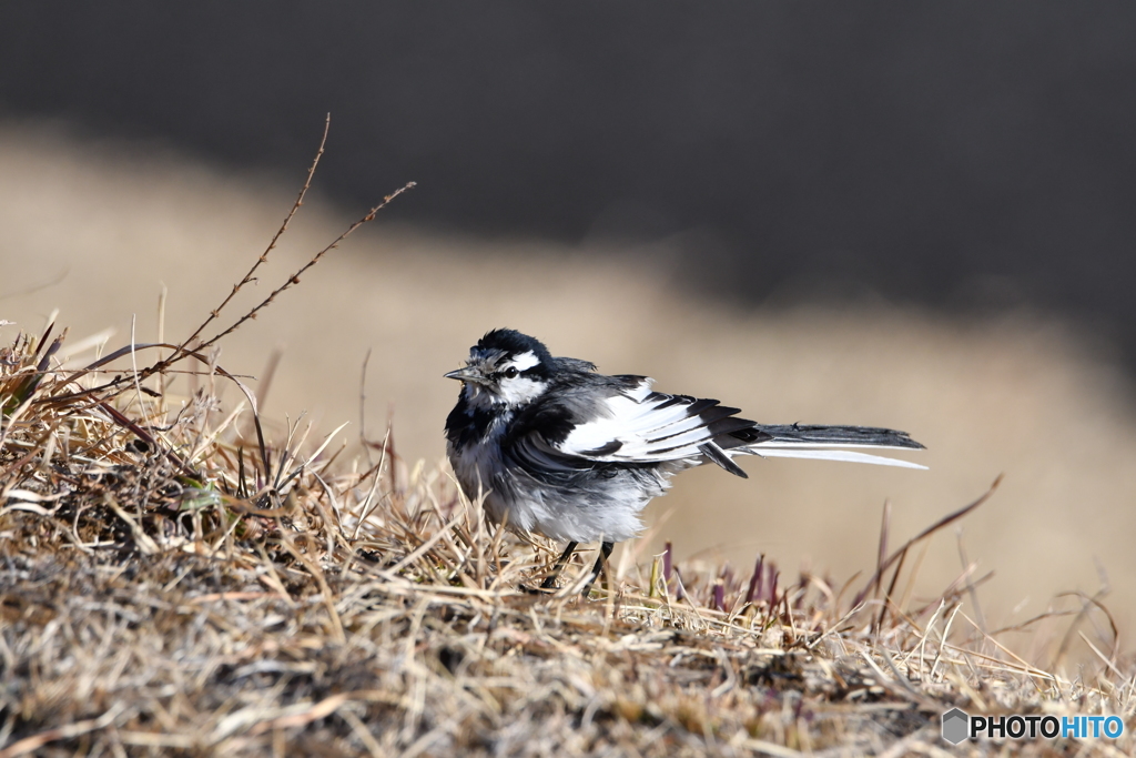 鳥さん