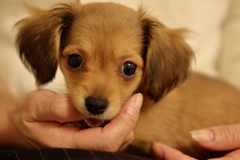 犬