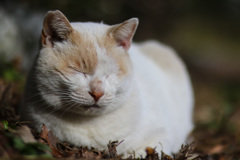 眠い