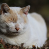 眠い