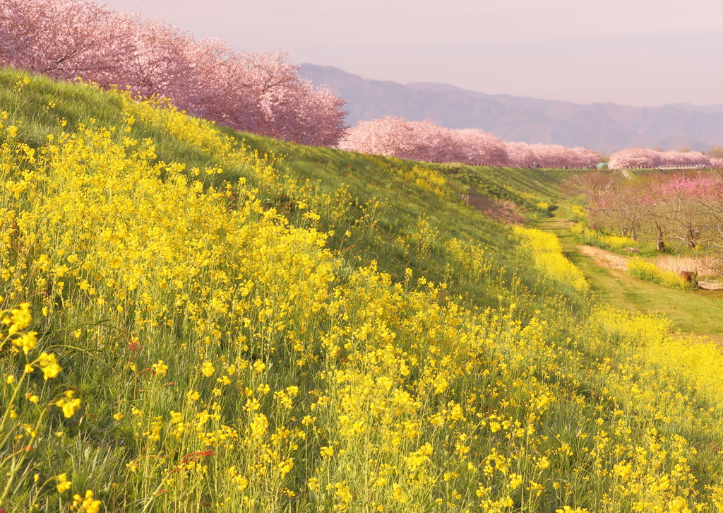 桜つづみ