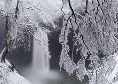 雪花満開