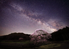 黒部のエドヒガン桜