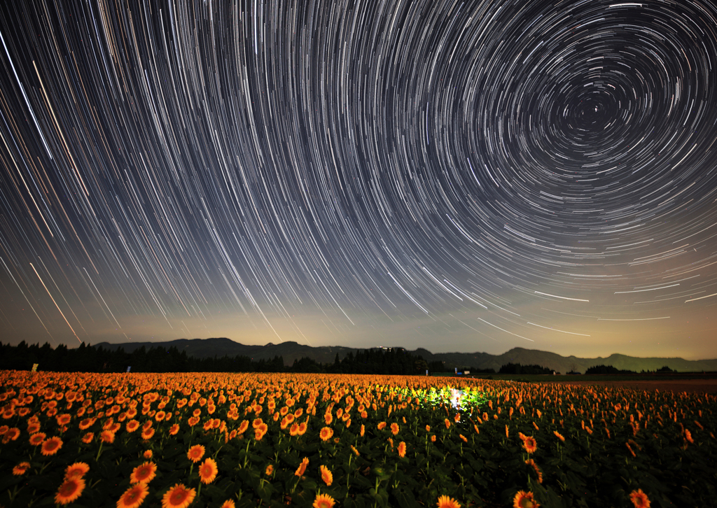 ひまわり畑の夜