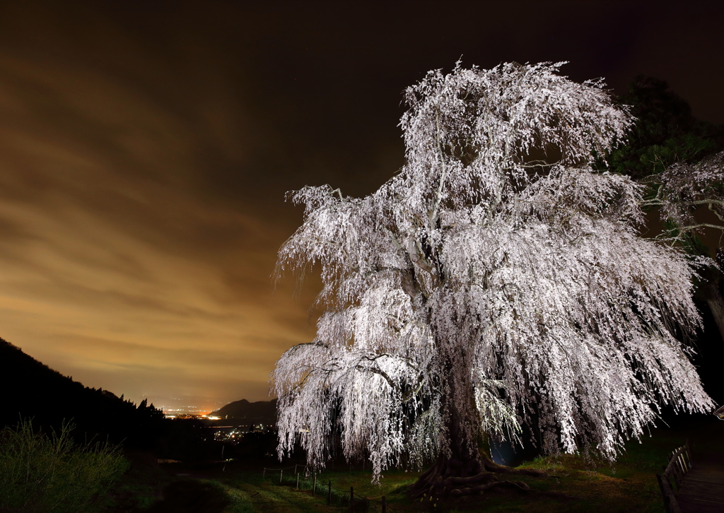 水中のしだれ桜