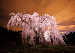 弁天さんのしだれ桜